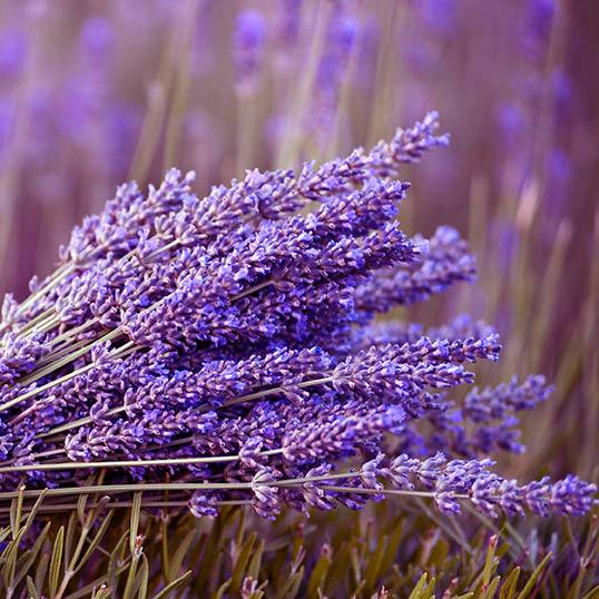 7929 Lavender Essential Oil, English