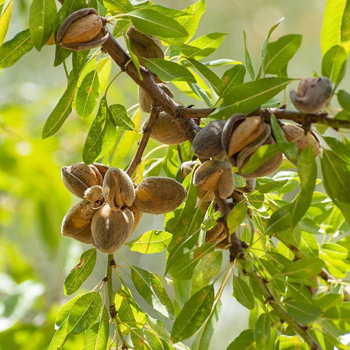 9469 Sweet Almond Oil - Organic