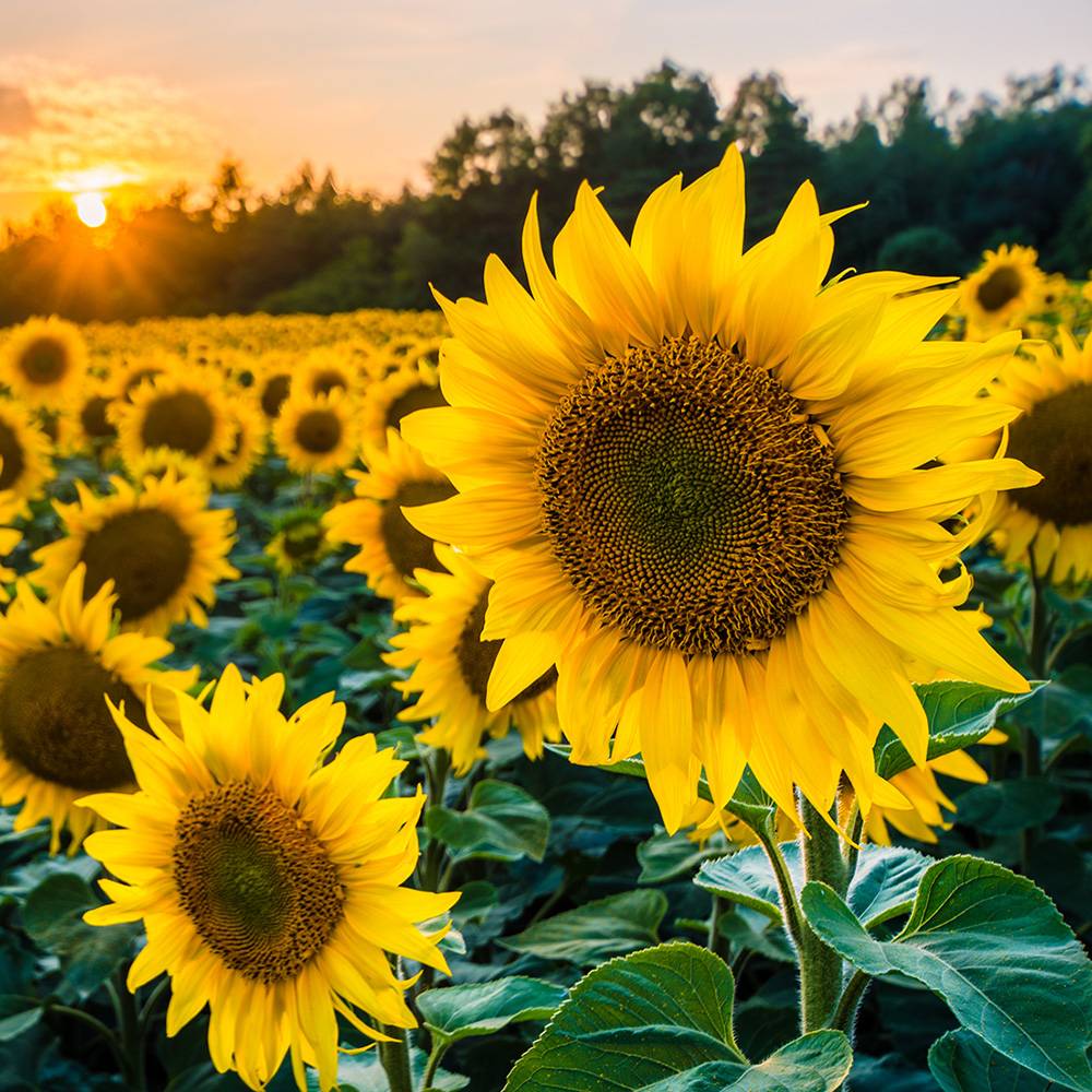 9470 Sunflower Oil - Organic